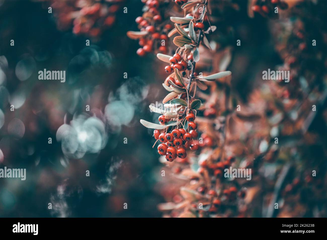 Nahaufnahme von roten Beeren im Busch Stockfoto