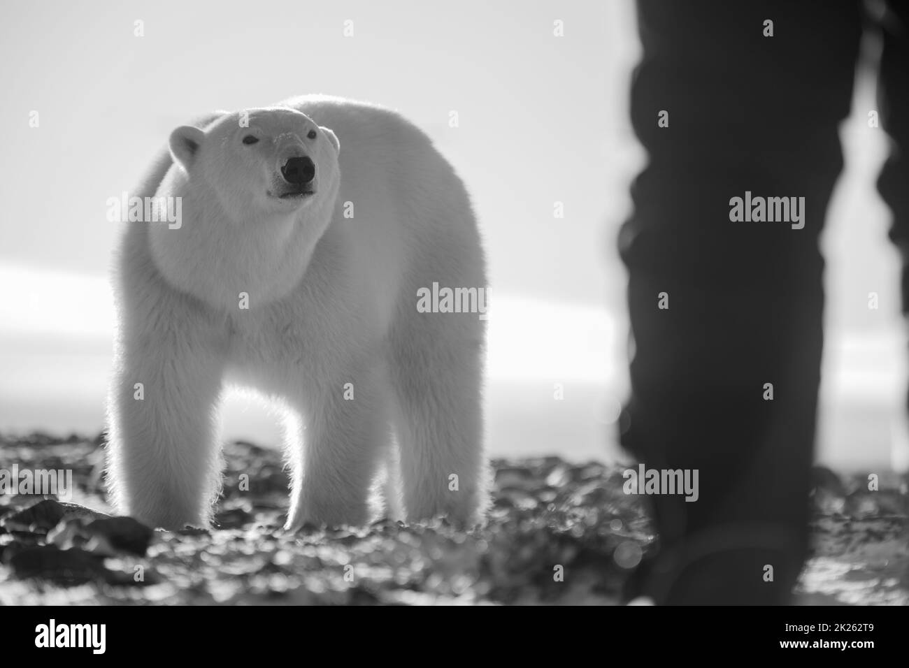 Der Eisbär beobachtet den Mann auf der Tundra Stockfoto