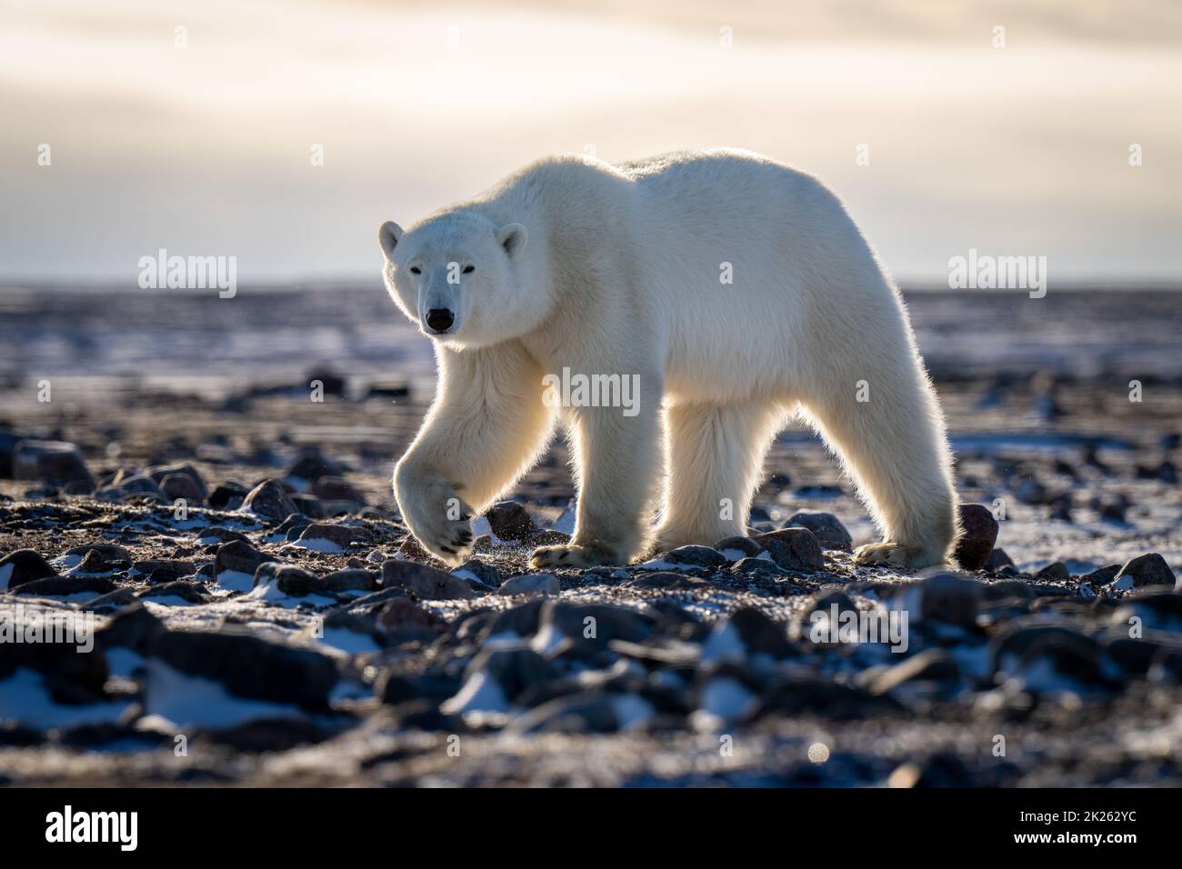 Eisbär läuft über die Tundra-Augenkamera Stockfoto