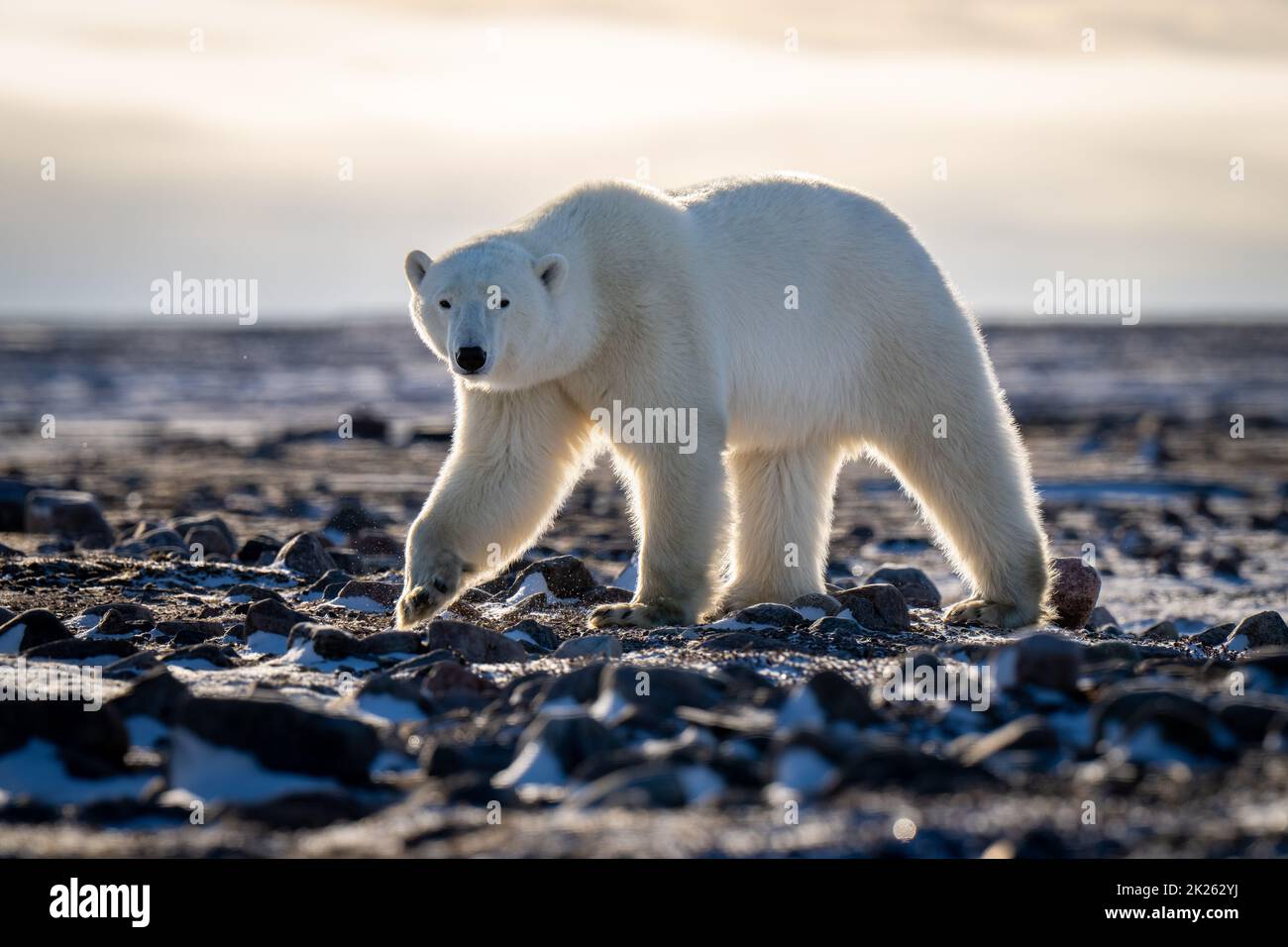 Eisbär geht durch die Tundra und hebt dabei die Pfote Stockfoto