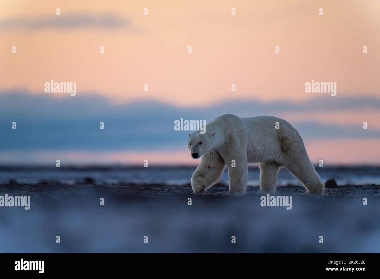 Eisbär hebt die Pfote, die durch die Tundra geht Stockfoto