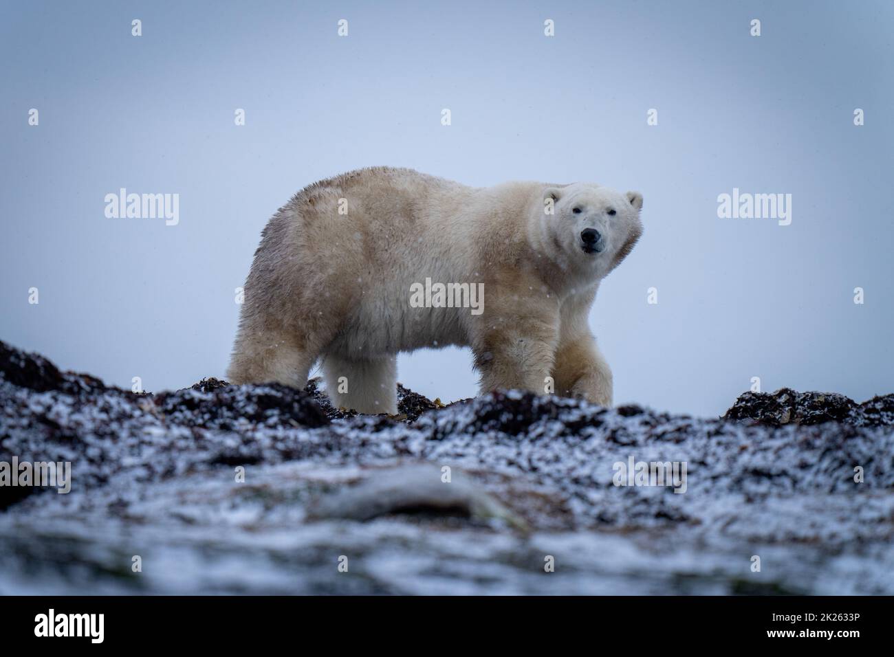 Eisbär geht über Kelp, der Pfote hebt Stockfoto