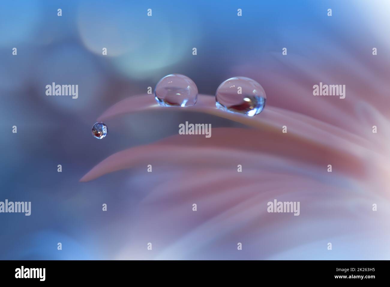 Schöner Naturhintergrund. Blumenkunst-Design. Abstrakte Makrofotografie. Gänseblümchen. Pastelblumen. Blauer Hintergrund. Kreative künstlerische Tapete. Hochzeitseinladung. Feier, Liebe. Nahaufnahme. Frohe Feiertage. Blaue Farbe. Kopierraum. Wassertropfen. Spa. Stockfoto