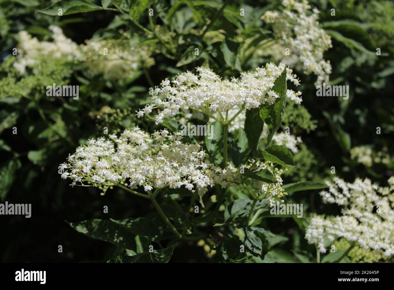 Holunder mit Blüten im Frühling Stockfoto