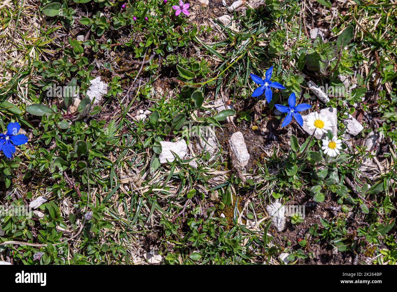 Der lila Alpenmohn Stockfoto