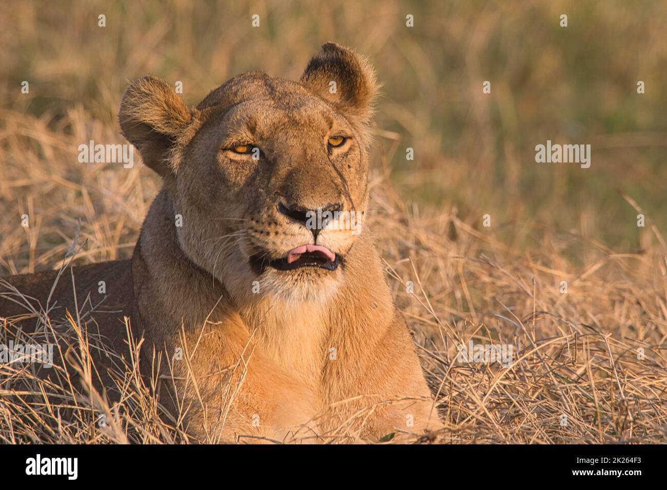 Nahaufnahme einer Löwin, Panthera leo, im Gras von Masai Mara. Stockfoto