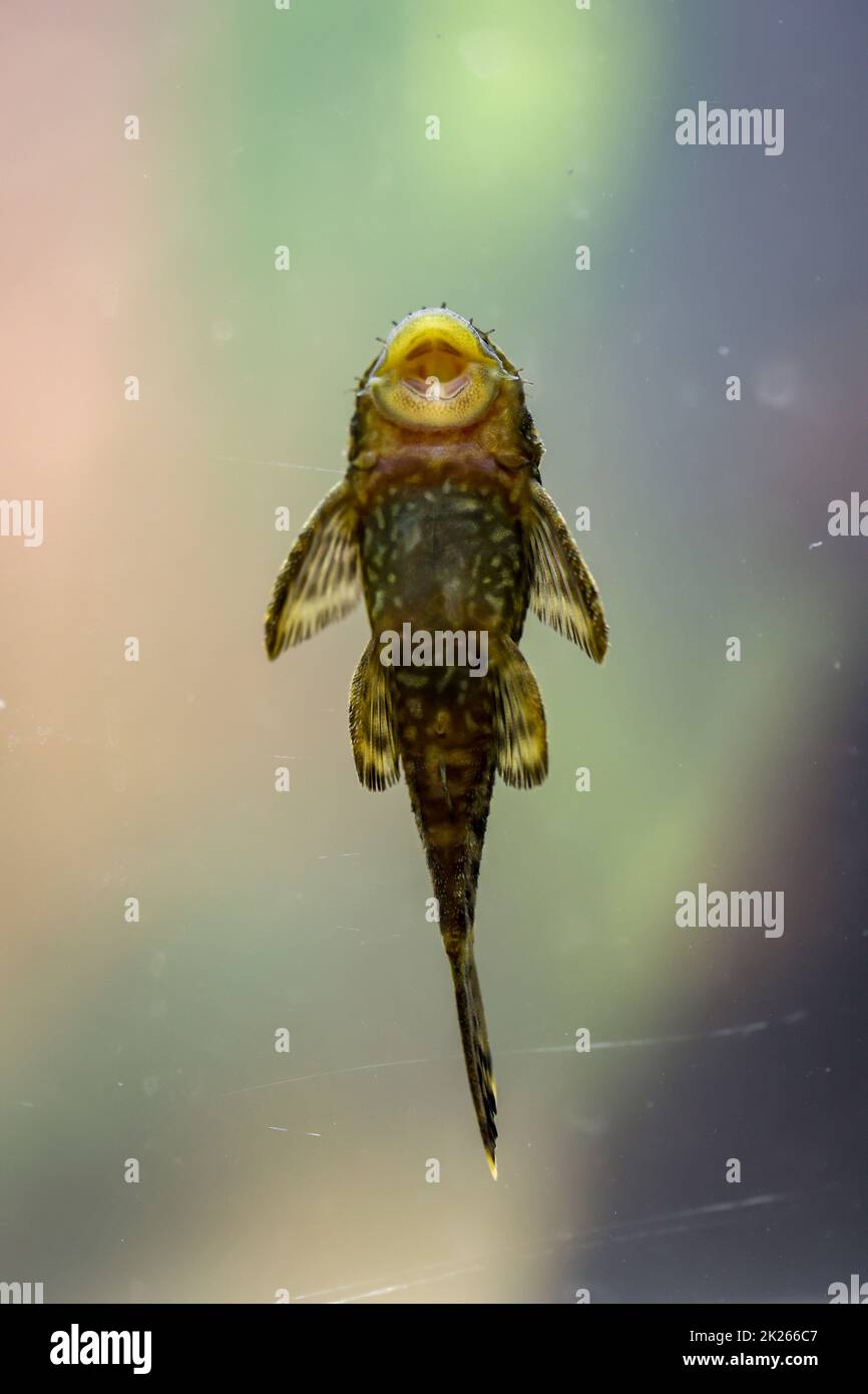 Antennen-Welse im Aquarium. Frauen haben keine Antennen, Männer haben Antennen. Stockfoto