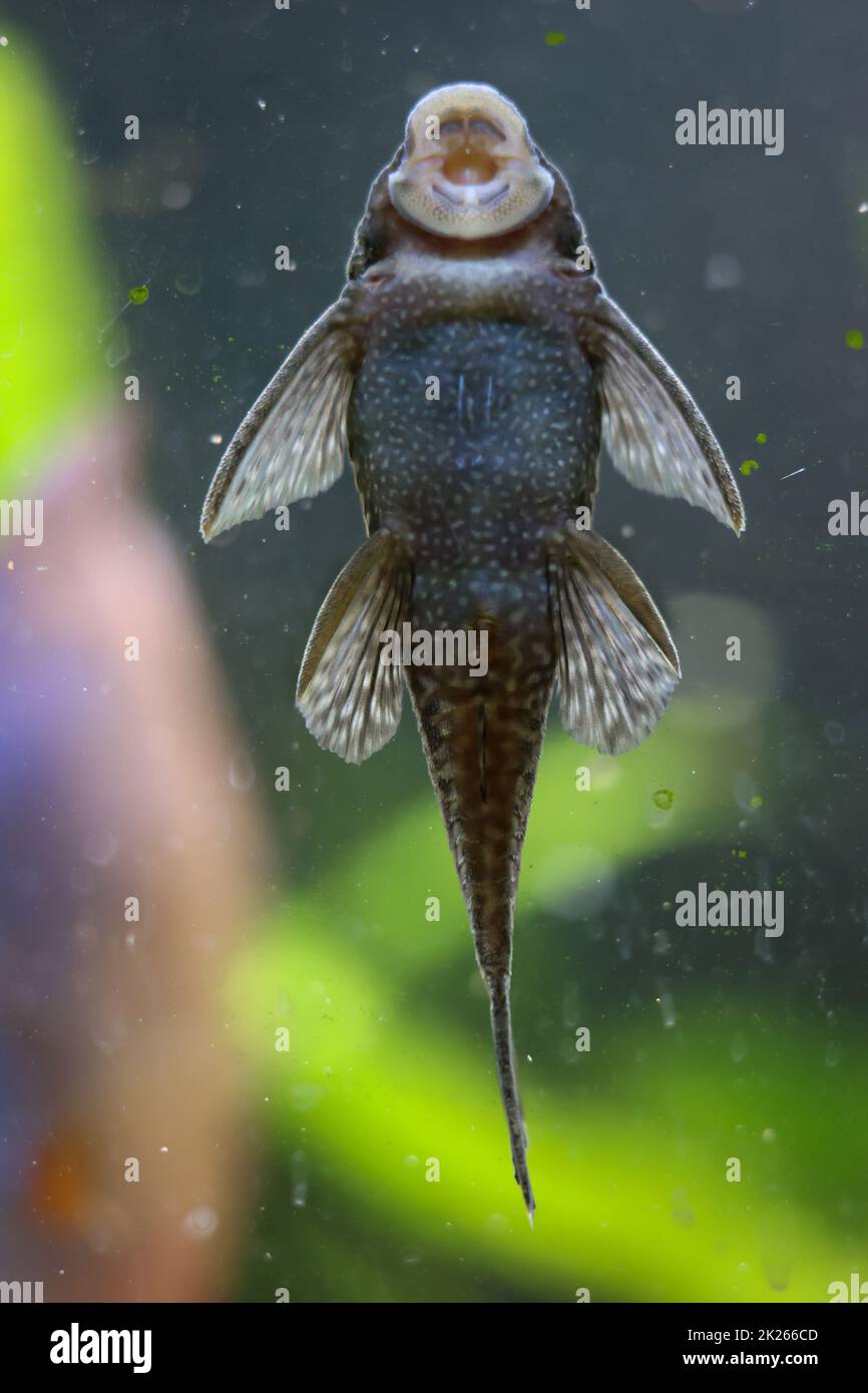 Antennen-Welse im Aquarium. Frauen haben keine Antennen, Männer haben Antennen. Stockfoto