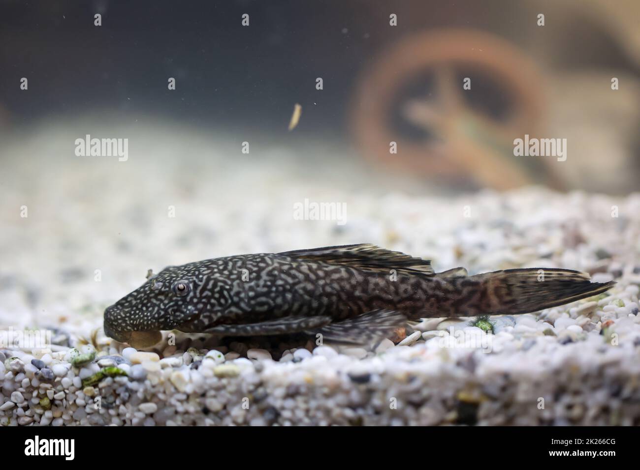 Antennen-Welse im Aquarium. Frauen haben keine Antennen, Männer haben Antennen. Stockfoto