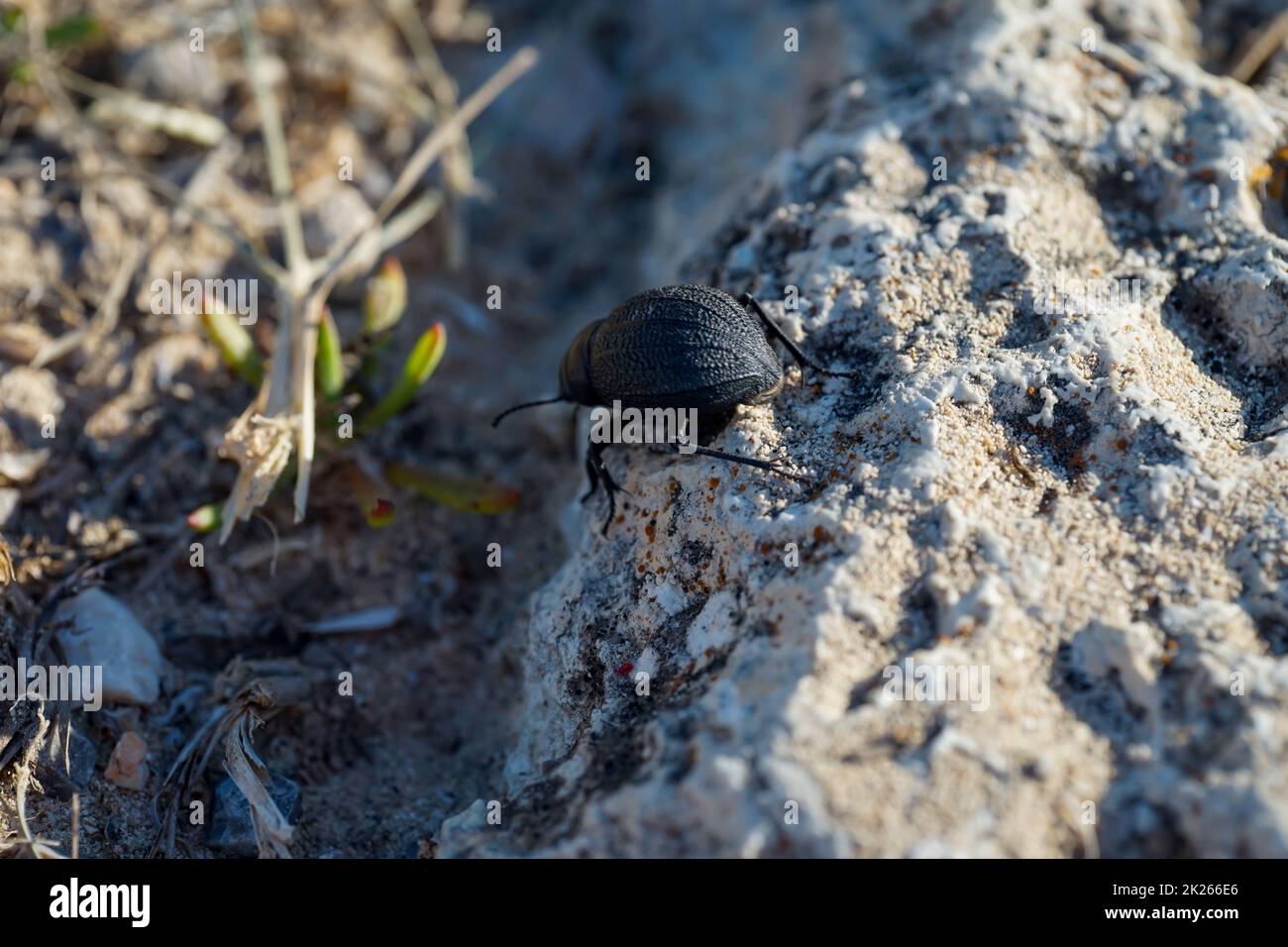 Ein fetter, runder, schwarzer Käfer im Sand. Nahaufnahme eines kleinen Käfers. Stockfoto