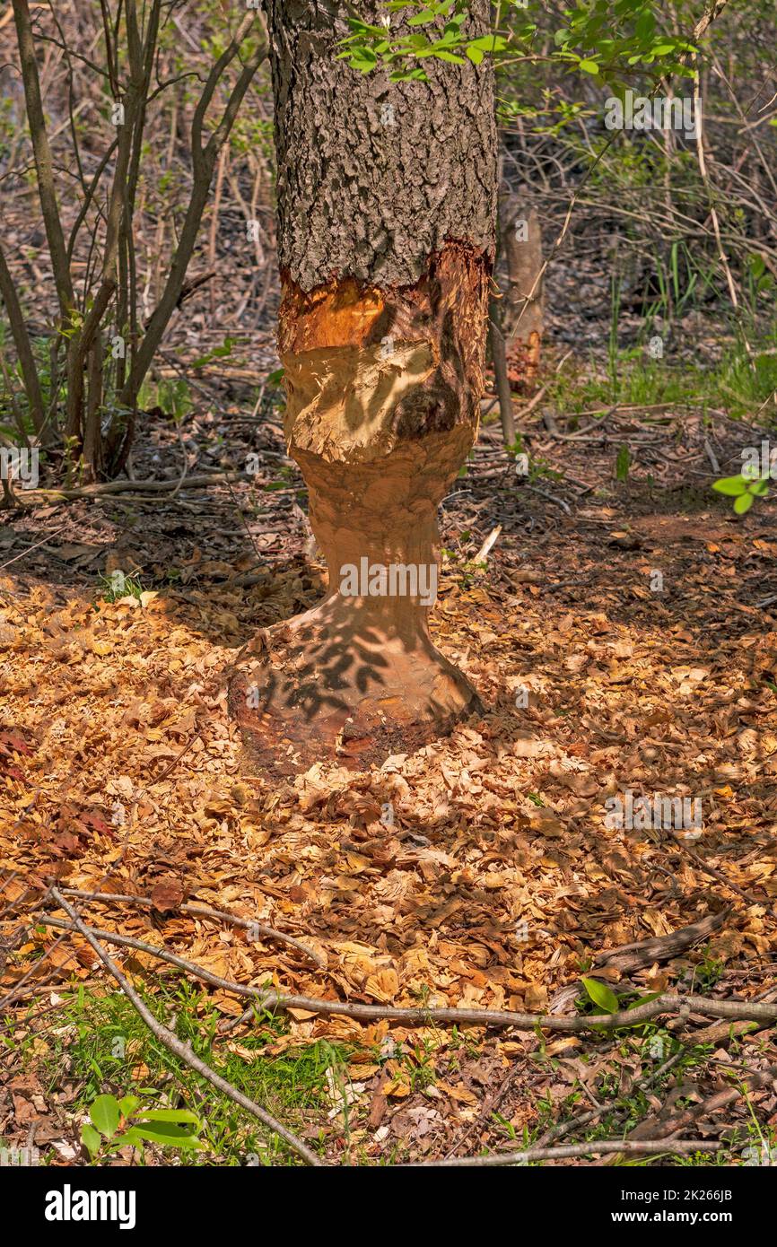 Das Werk eines fleißigen Bibers Stockfoto