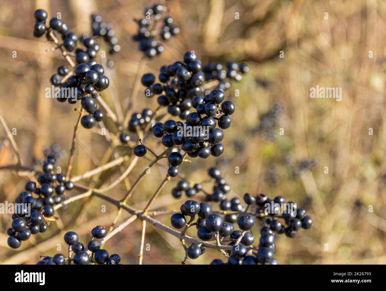 Wilde Krautbeeren Stockfoto