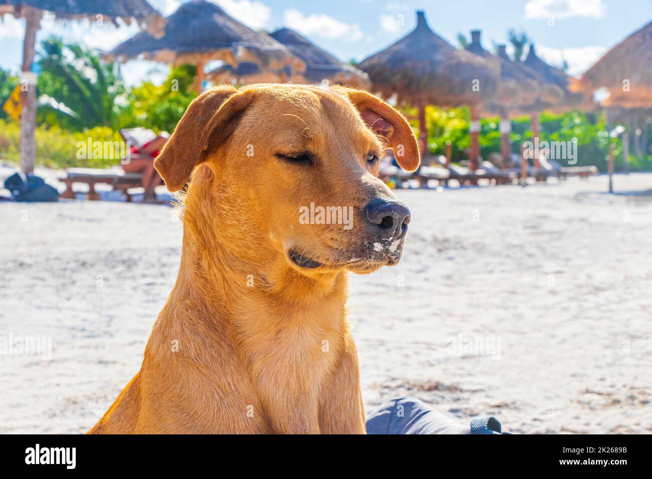 Mexikanischer niedlicher brauner Hund am Strand Holbox Island Mexiko. Stockfoto