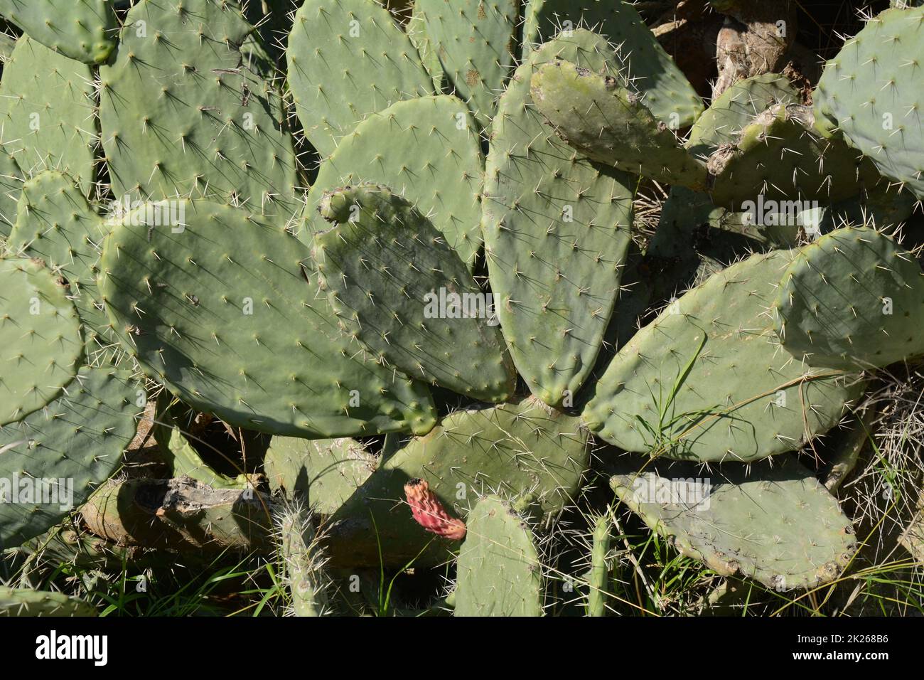 Sabra Kaktuspflanze, Israel. Opuntia Kaktus mit großen flachen Pads und roten dornigen essbaren Früchten. Stachelige Birnen Früchte Stockfoto