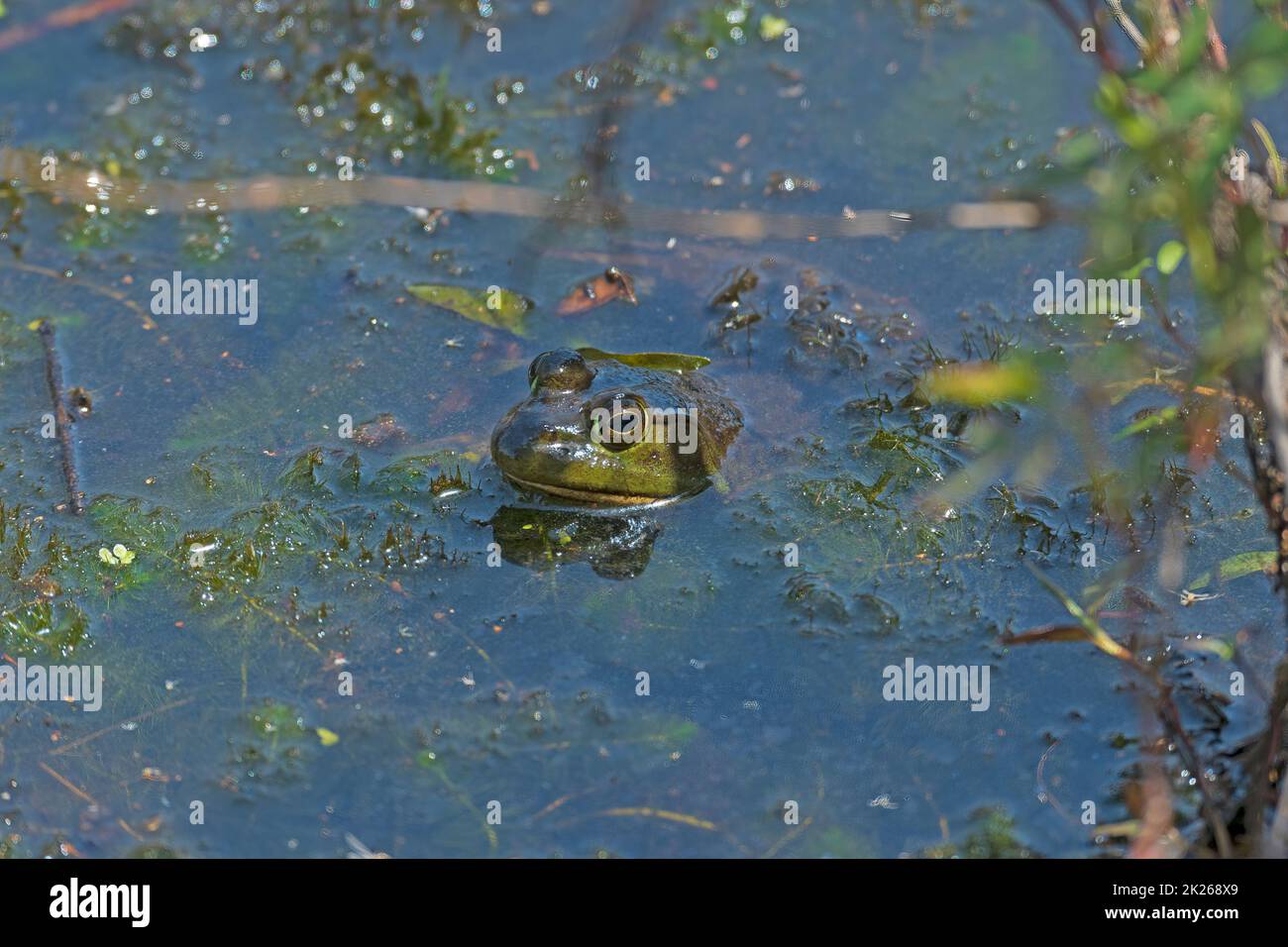 Ein amerikanischer Bullfrosch, der aus dem Sumpf guckt Stockfoto