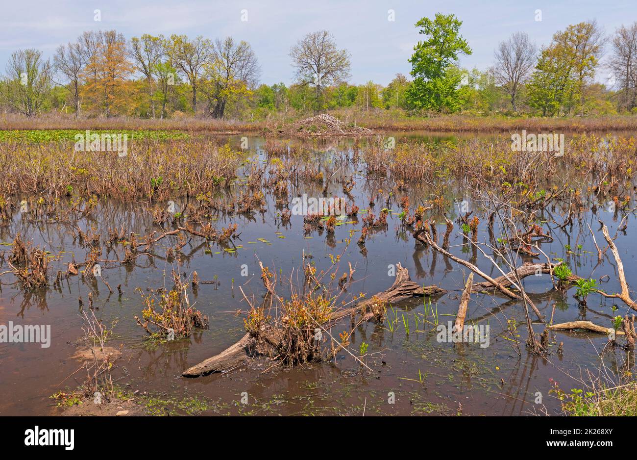 Süßwasserteich mit einem Biberhaus Stockfoto