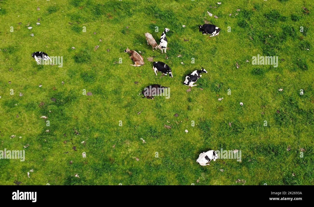 Luftaufnahme mit der Drohne von Milchkühen auf einer Wiese in Bayern Stockfoto