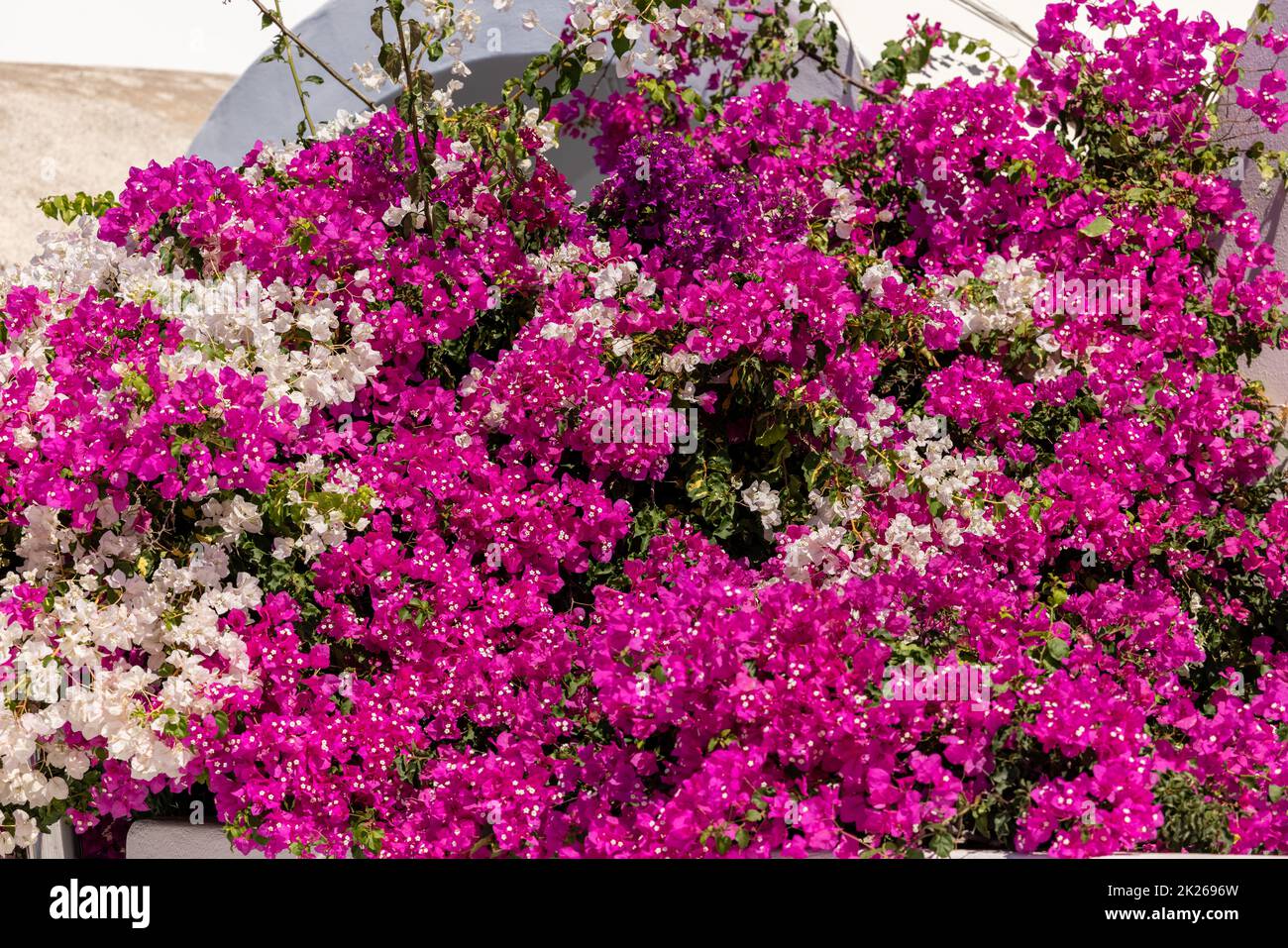 Blühende rot-weiße Bougainvillea-Blumen Stockfoto