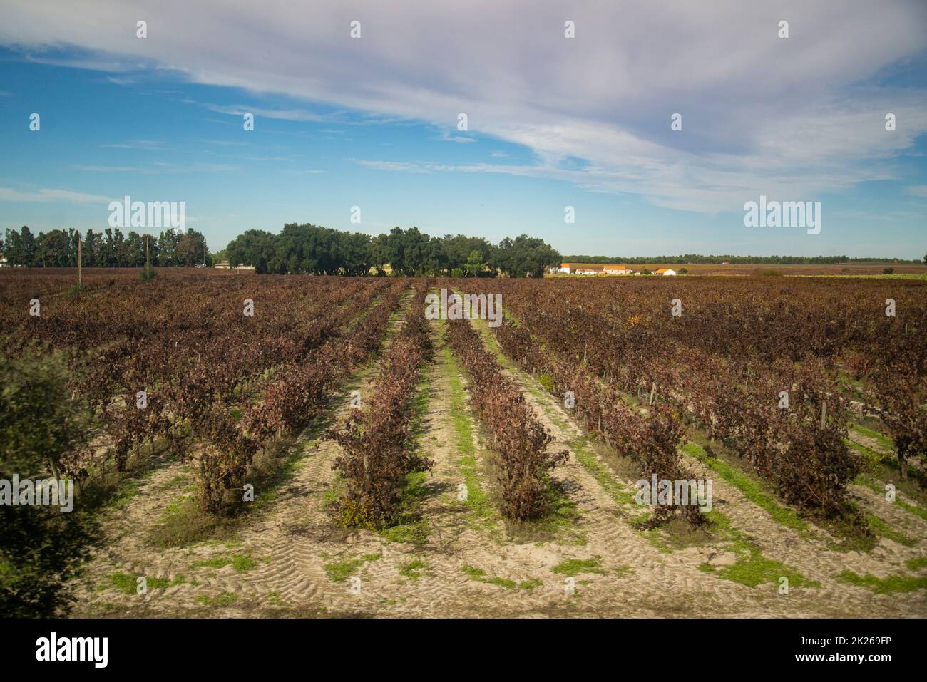 PORTUGAL ALENTEJO LANDSCHAFTSBAU Stockfoto