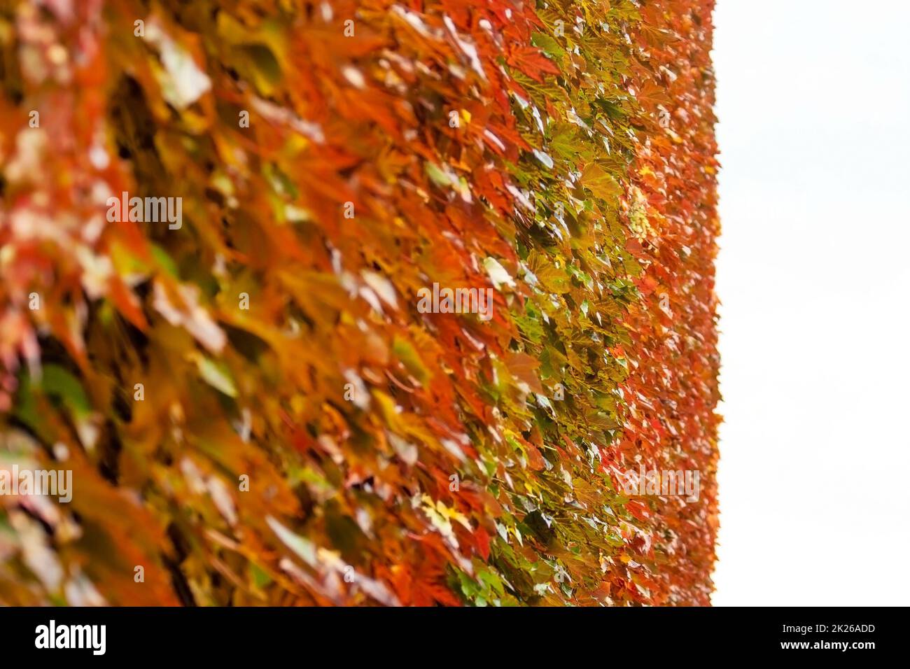 Rot, Braun und Gelb gefärbte Efeu wächst an der Wand Detail, weißen Himmel in der Ferne. Abstrakt Herbst Hintergrund. Stockfoto