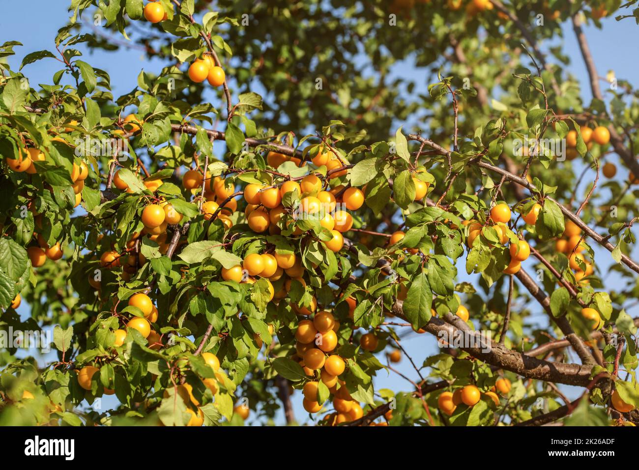 Reife, gelbe mirabelle Pflaume (Prunus domestica) Früchte am Baum, am Nachmittag Sonne beleuchtet. Stockfoto