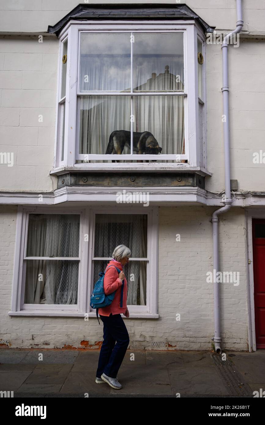 Salisbury, Wiltshire, Großbritannien, 22.. September 2022. Ein Hund beobachtet einen Passanten von einem Fenster im ersten Stock auf der High Street aus. Kredit: Paul Biggins/Alamy Live Nachrichten Stockfoto