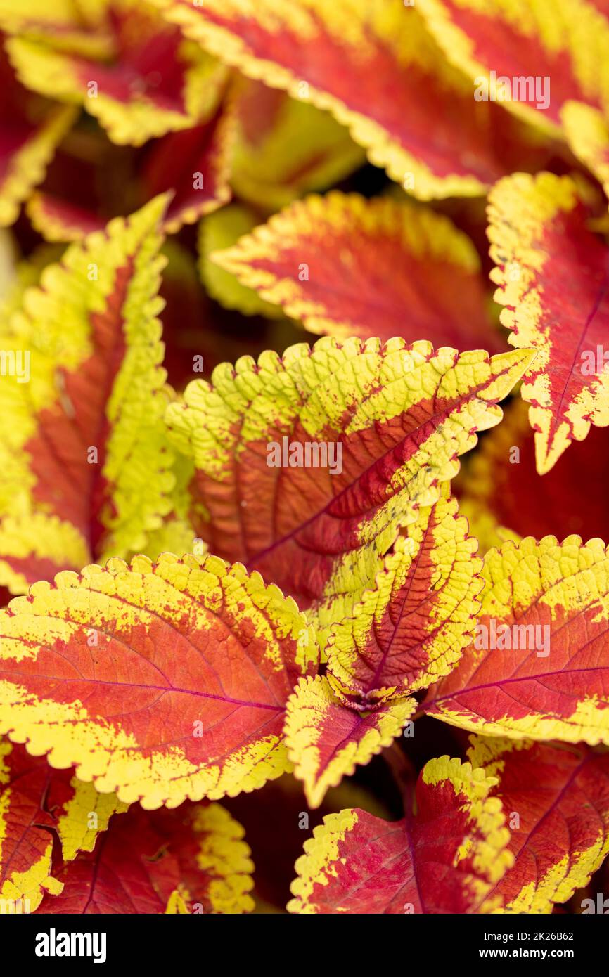 Nahaufnahme eines natürlichen Pflanzenportraits von Solenostemon scutellarioides trusty Rusty, coleus ‘. Texturen und Muster in der Natur Stockfoto