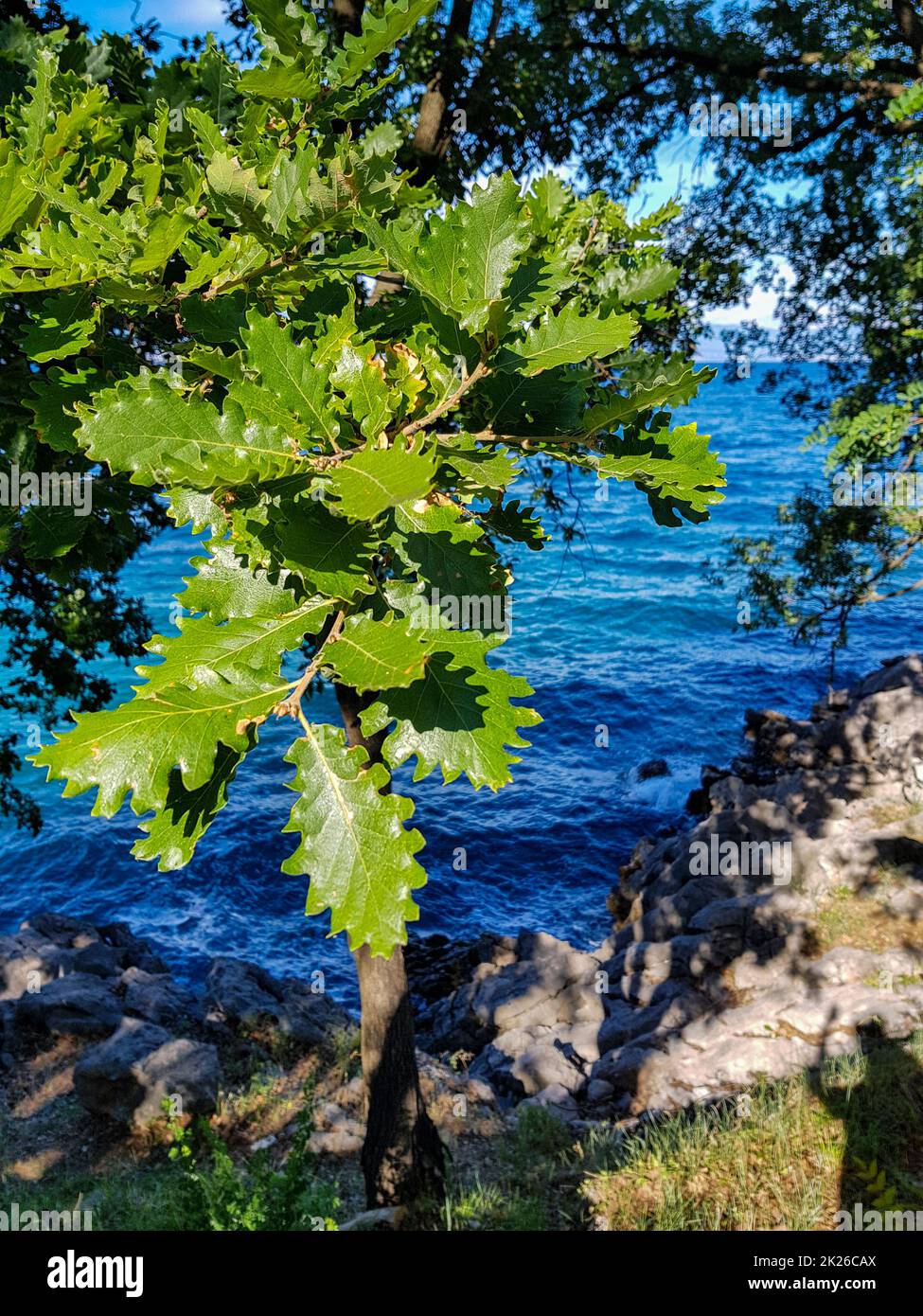 Laubbäume und ein blaues Meer im Hintergrund Stockfoto