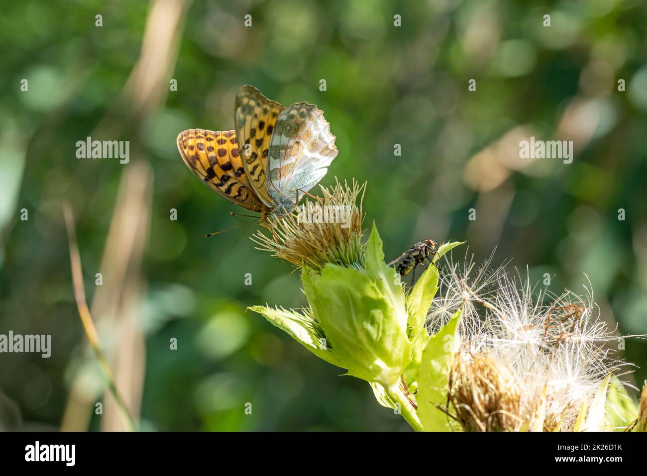 Ein großer Schmetterling sitzt auf einer Distelblüte Stockfoto