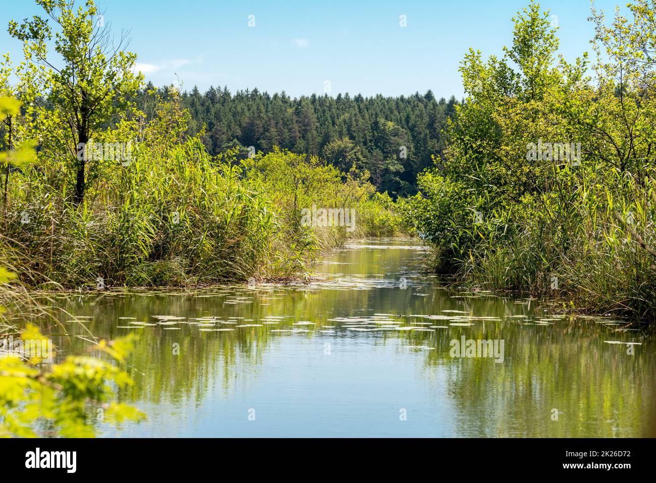 Bergsee mit Tannen und bewaldeten Bergen vor klarem Himmel Stockfoto