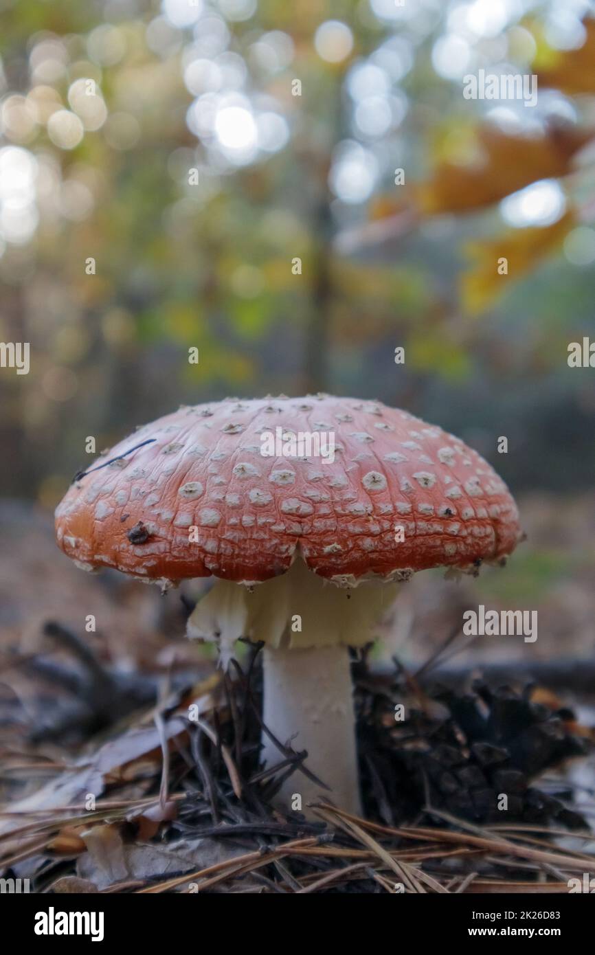 Rote Fliege Agaric oder Kardangelocker im Gras. Amanita muscaria. Toxisches und giftiges Pilzmuscimol. Das Foto wurde vor dem Hintergrund eines natürlichen Waldes aufgenommen. Waldpilze. Stockfoto