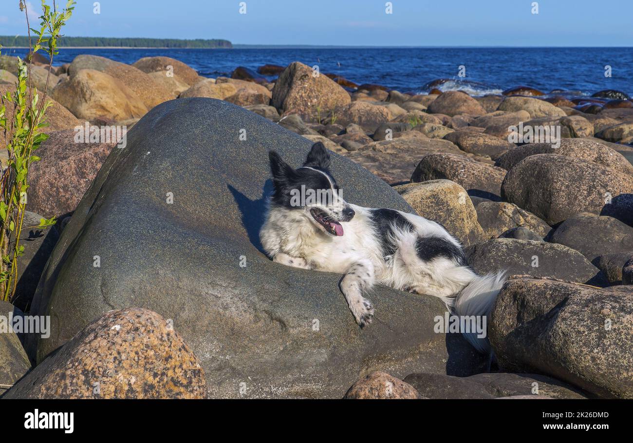 Der Hund liegt auf großen Felsen am Ufer des Ladoga-Sees. Stockfoto
