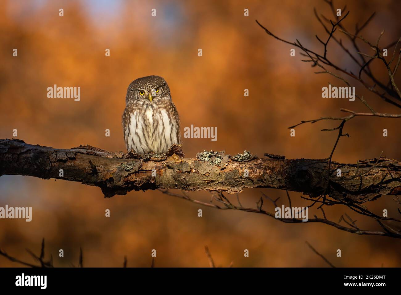 Eurasische Zwergeule, die bei Sonnenuntergang auf einem Ast im Herbstwald sitzt Stockfoto