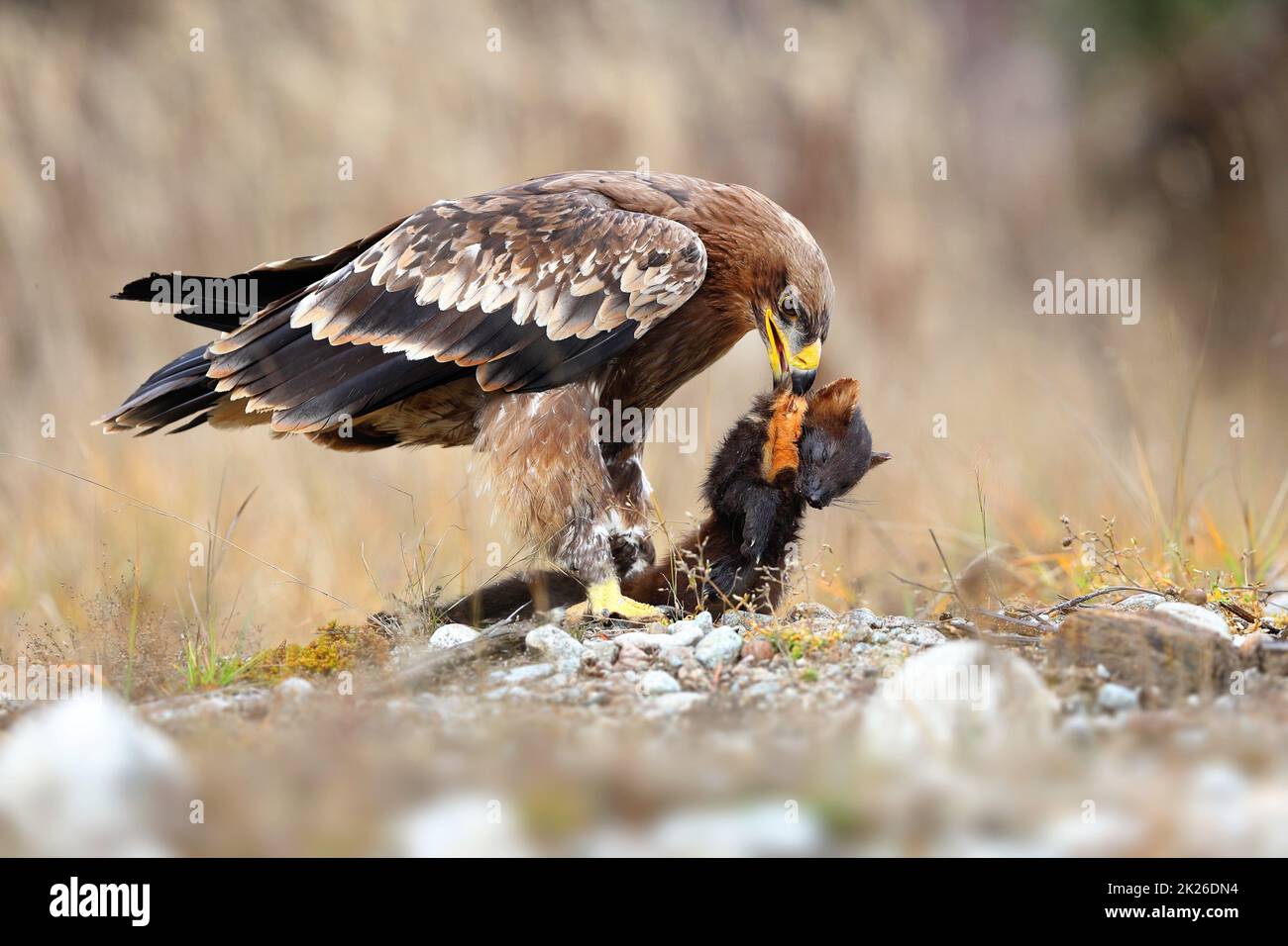 Starker östlicher Kaiseradler, der sich im Winter auf einem toten Marder auf einer Wiese ernährt Stockfoto