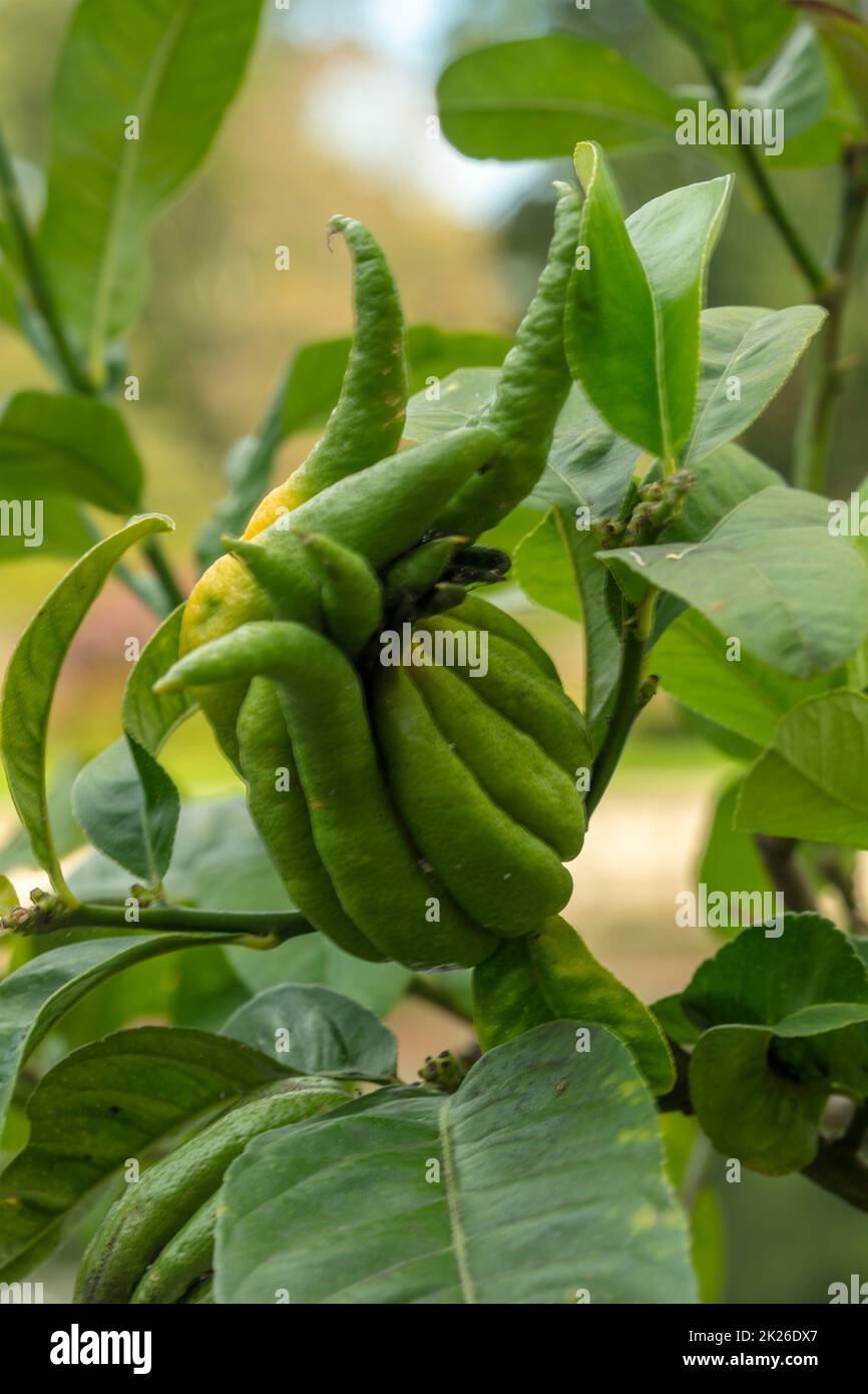 Ungewöhnlich aussehende Citrus Medica ‘Fingered’, Citrus Medica var. sarcodactylis, gefingerte Zitrone. Nahaufnahme ornamentales und lebensmittelpflanzliches Porträt Stockfoto