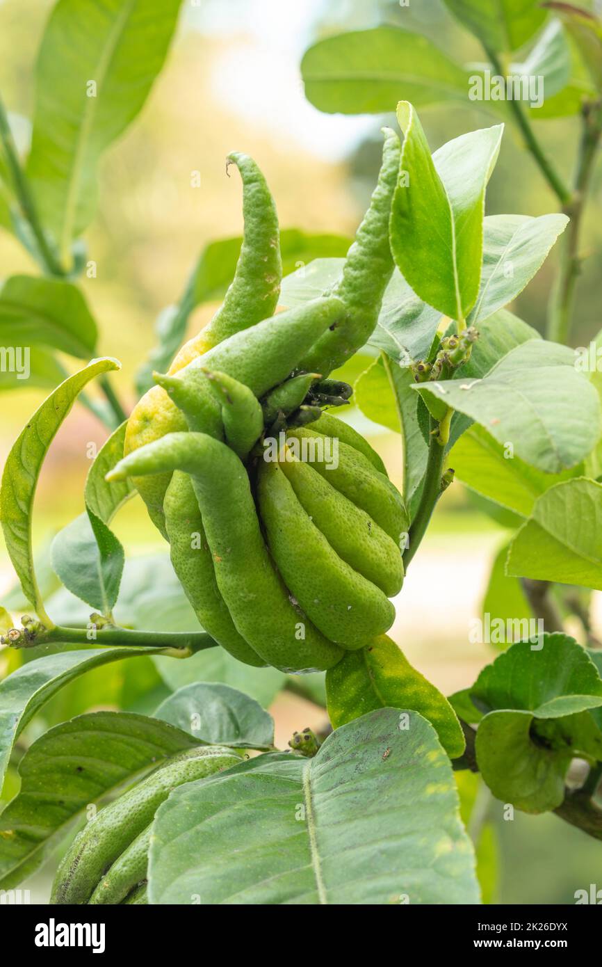 Ungewöhnlich aussehende Citrus Medica ‘Fingered’, Citrus Medica var. sarcodactylis, gefingerte Zitrone. Nahaufnahme ornamentales und lebensmittelpflanzliches Porträt Stockfoto