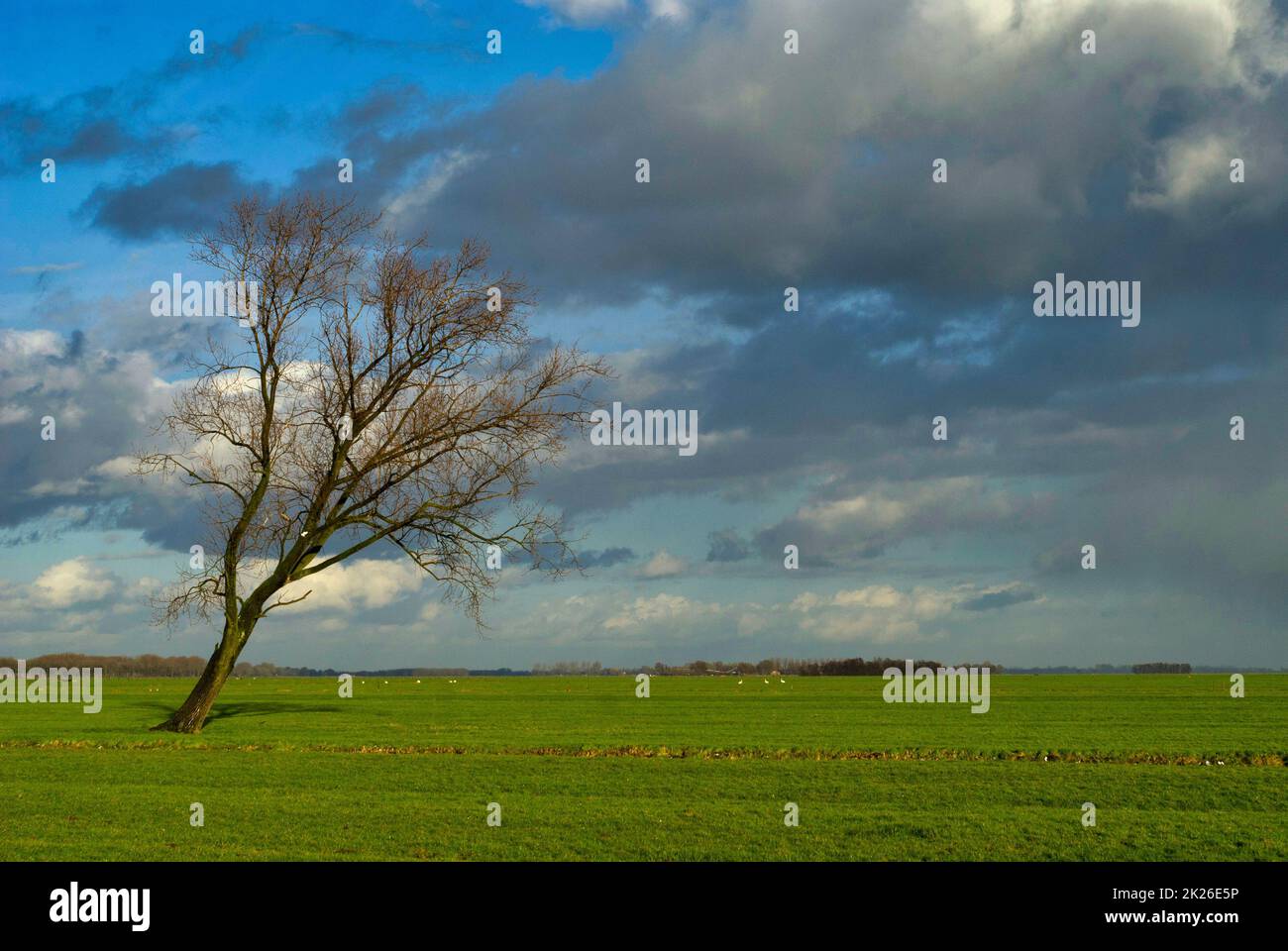 Gebogene Baum in einer weiten offenen Landschaft bei Sliedrecht Stockfoto