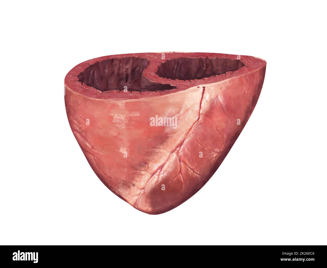 Menschliches Herz, Querschnitt, linker und rechter Ventrikel, Herzkammern, 3D-Rendering Stockfoto