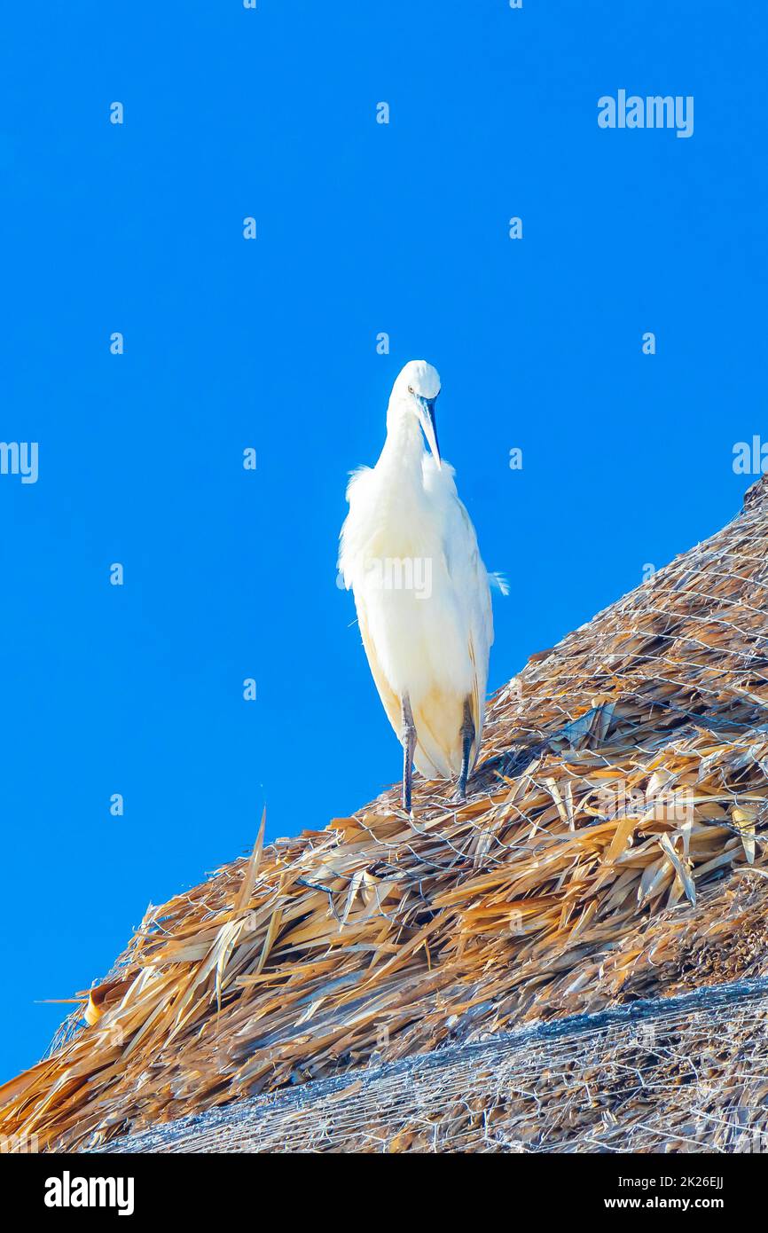 Großer Weißer Egret Reiher Vogel blauer Himmel Holbox Mexiko. Stockfoto