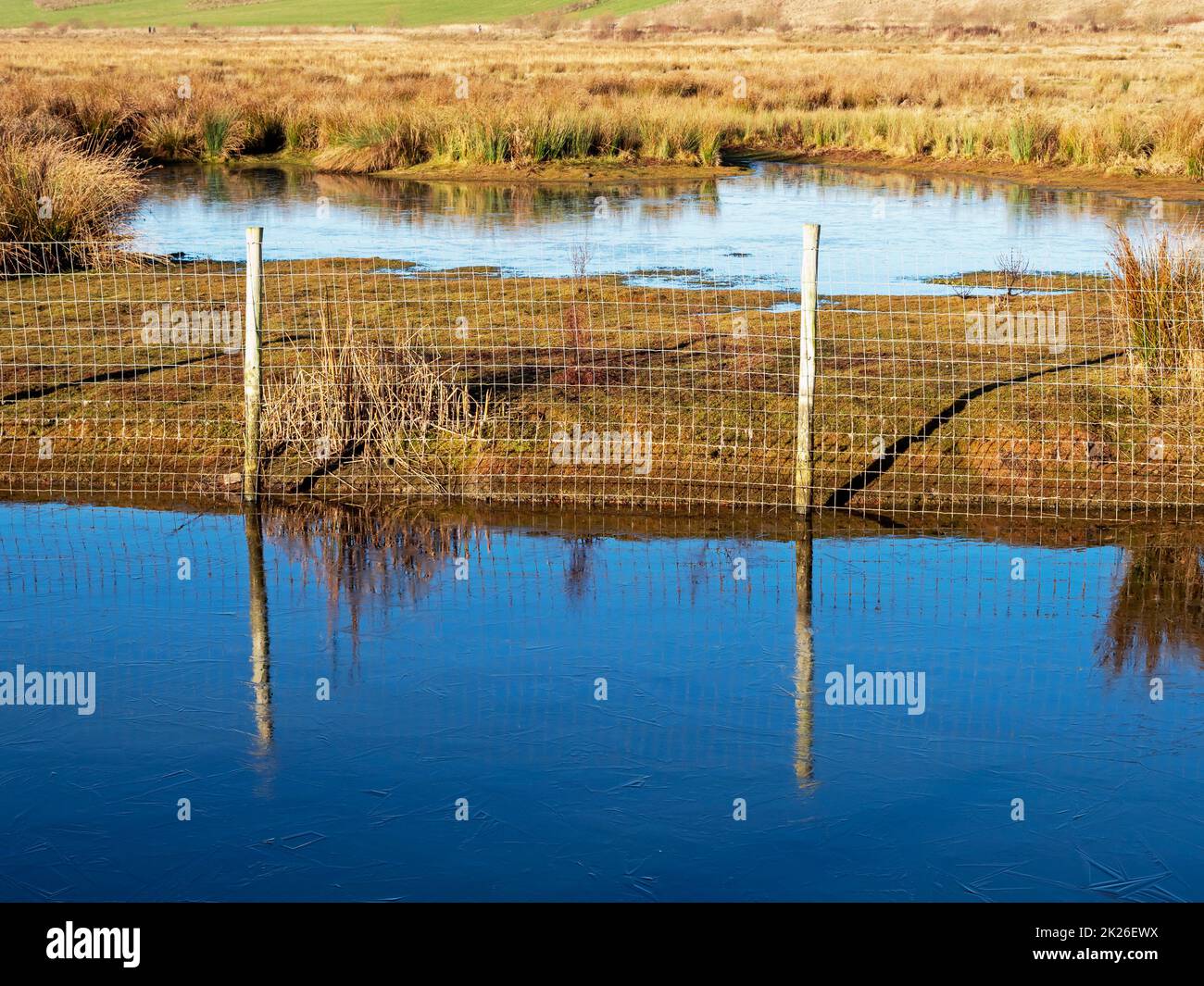 Zaun, der sich in eisigen Gewässern in einem Feuchtgebiet widerspiegelt Stockfoto