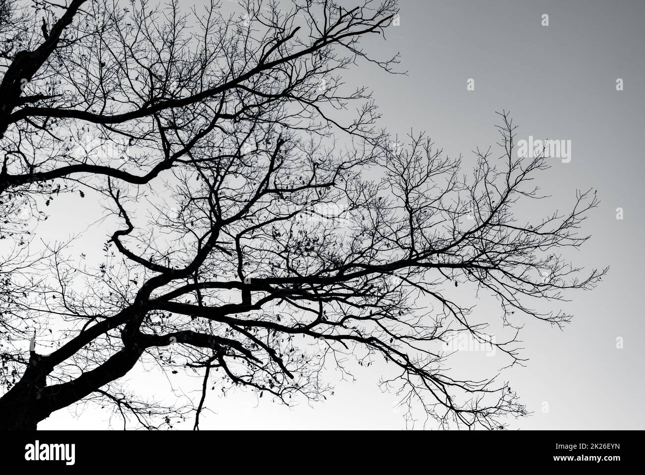 Silhouette toter Baum und Zweige am grauen Himmel. Hintergrund für friedlichen Tod, einsam, traurig, hoffnungslos, ruhig, Und Verzweiflung. Die Natur ist traurig. Tod und trauriger emotionaler Hintergrund. Depressive Stimmungskonzepte. Stockfoto
