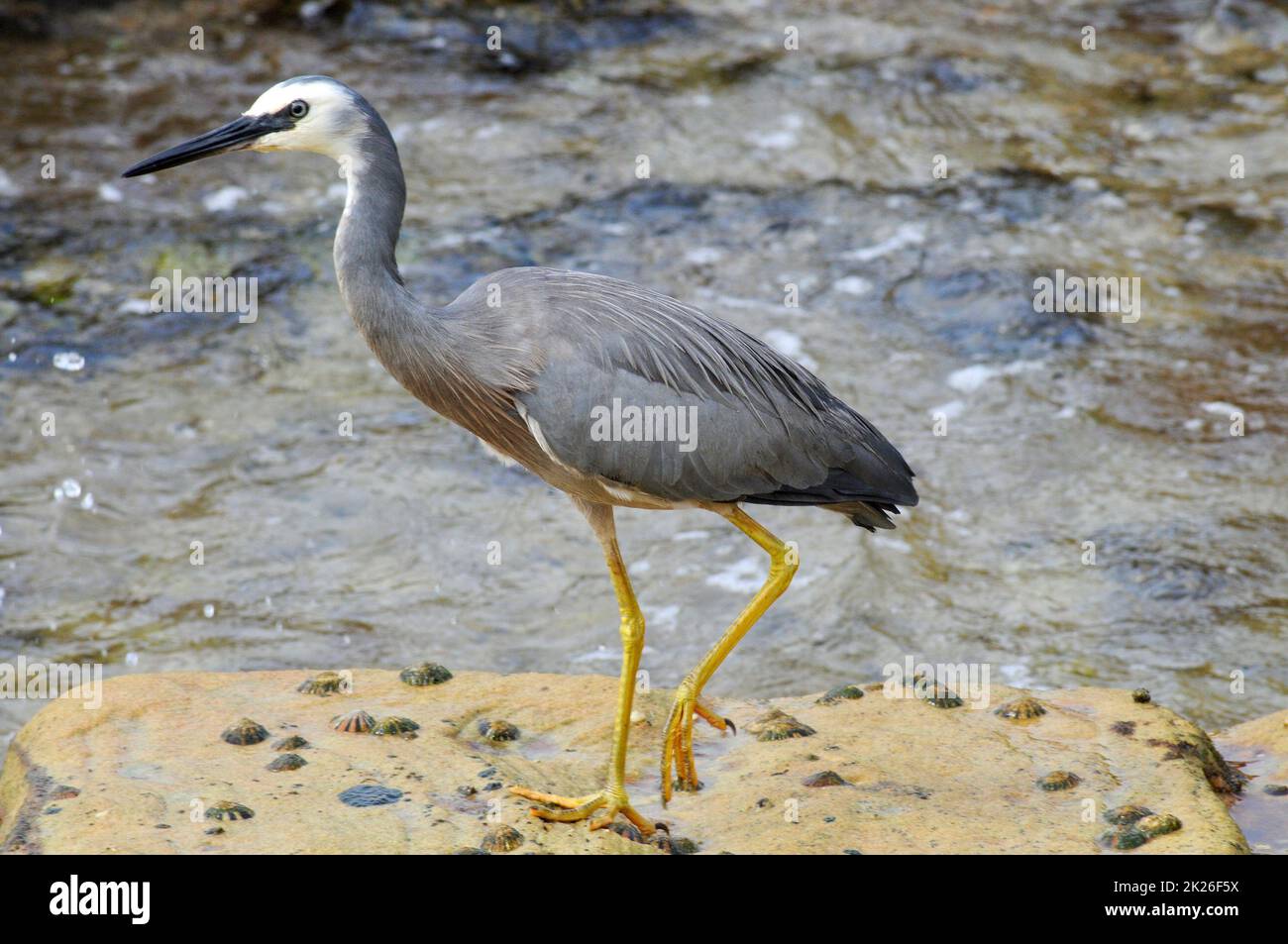 Ein weißer Reiher am Meer in Fairy Bower in der Nähe von Manly Beach in Sydney, Australien Stockfoto