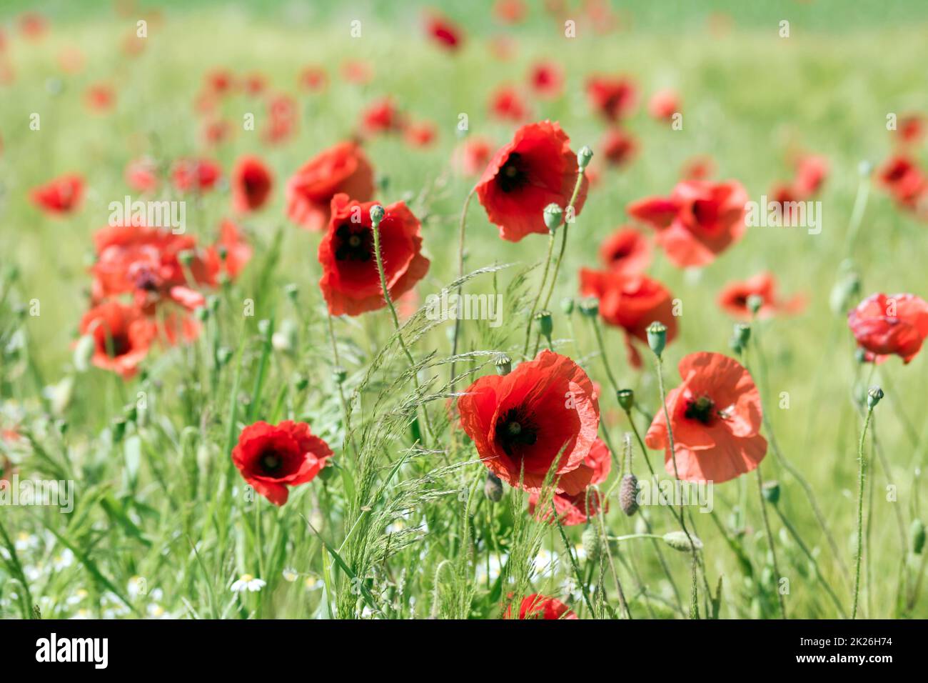 Auf der Wiese - wilde Mohnblumen Stockfoto