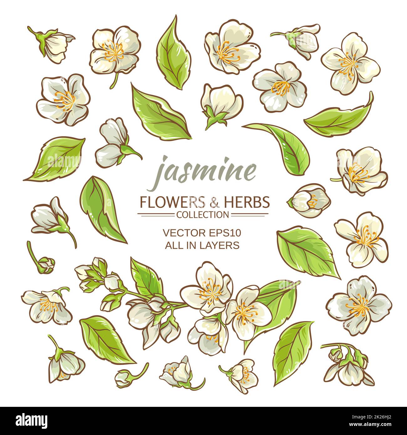 Jasminblumen-Set Stockfoto