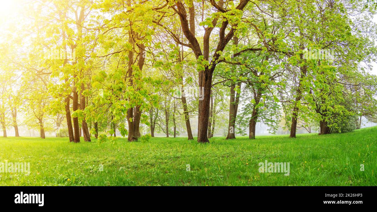 Üppiges Laub auf den Bäumen im nebligen Frühlingswald. Stockfoto