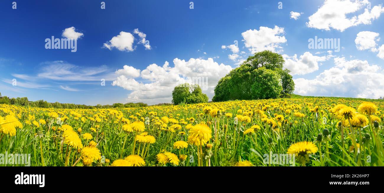 Grünes Feld mit gelben Elendeln und blauem wolkenbedeckten Himmel Stockfoto