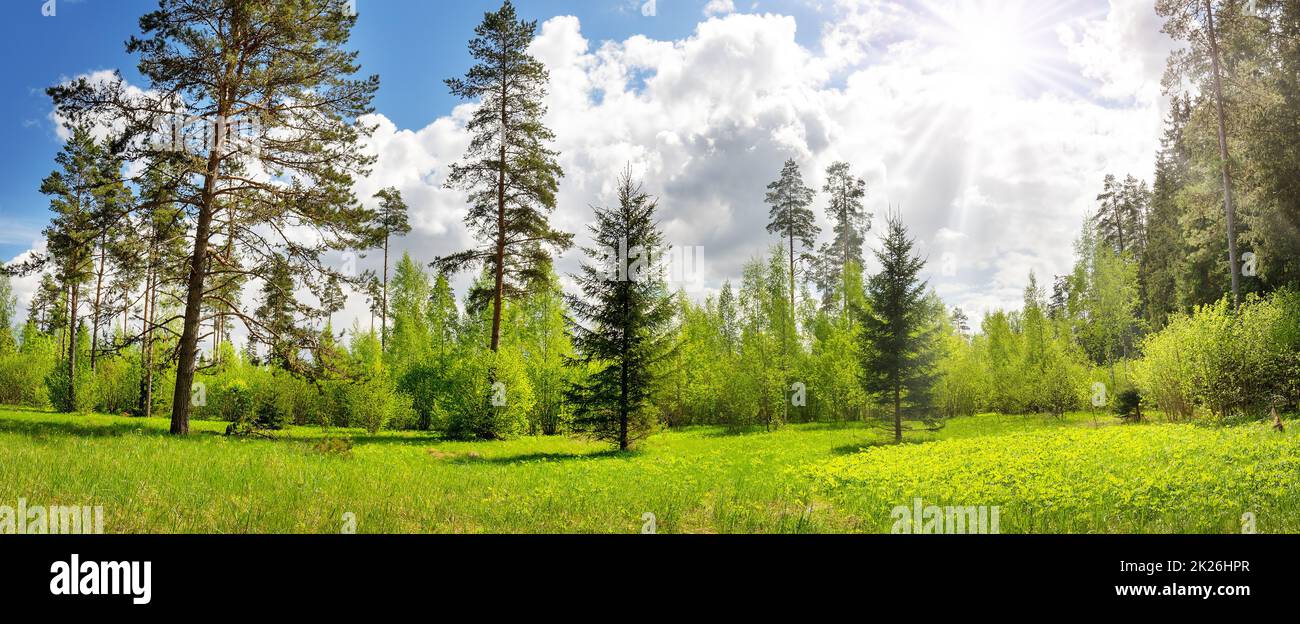 Panoramablick auf die Bäume auf der sonnigen Liegewiese mit Blumen Stockfoto