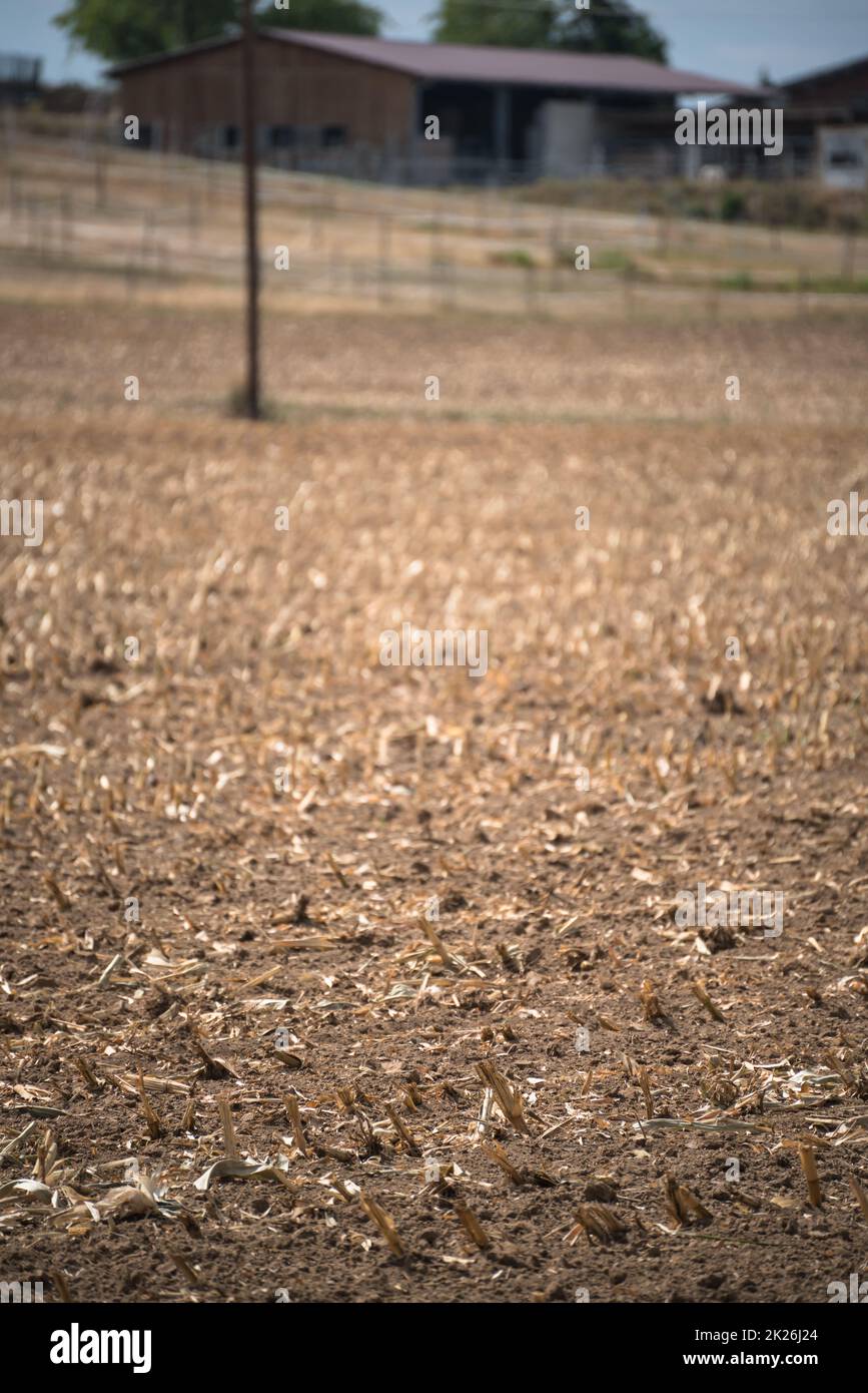 Bearbeitete und ausgetrocknete Ackerflächen aufgrund einer längeren Trockenzeit im Sommer Stockfoto