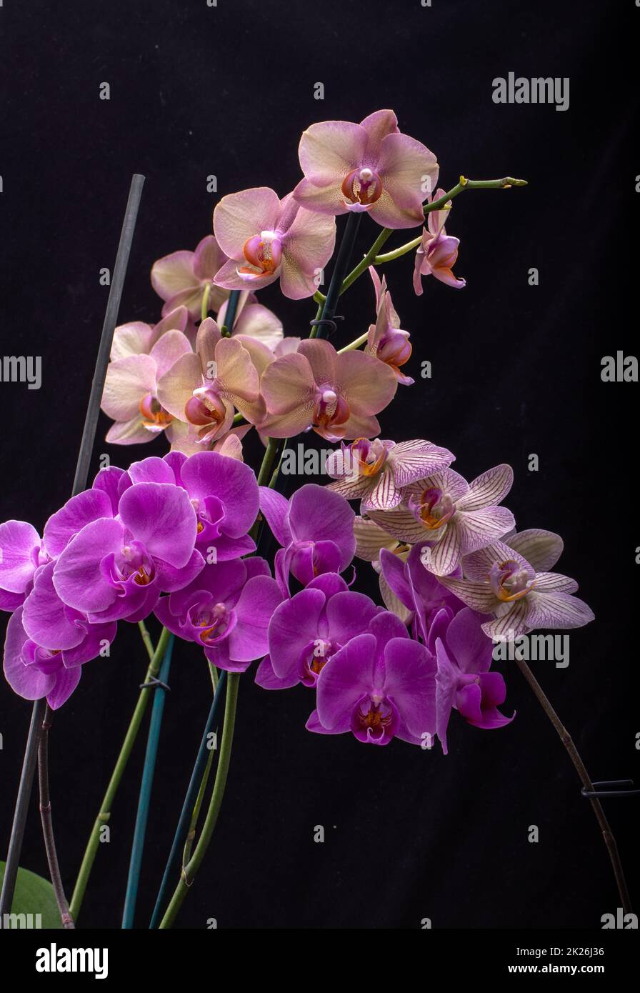 Schönheit bunte Orchidee Blumen isoliert auf schwarzem Hintergrund Stockfoto