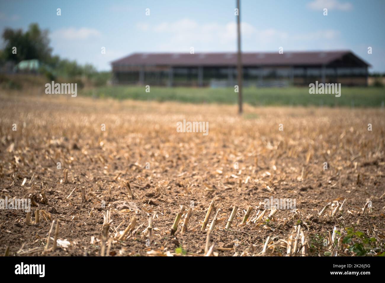 Bearbeitete und ausgetrocknete Ackerflächen aufgrund einer längeren Trockenzeit im Sommer Stockfoto
